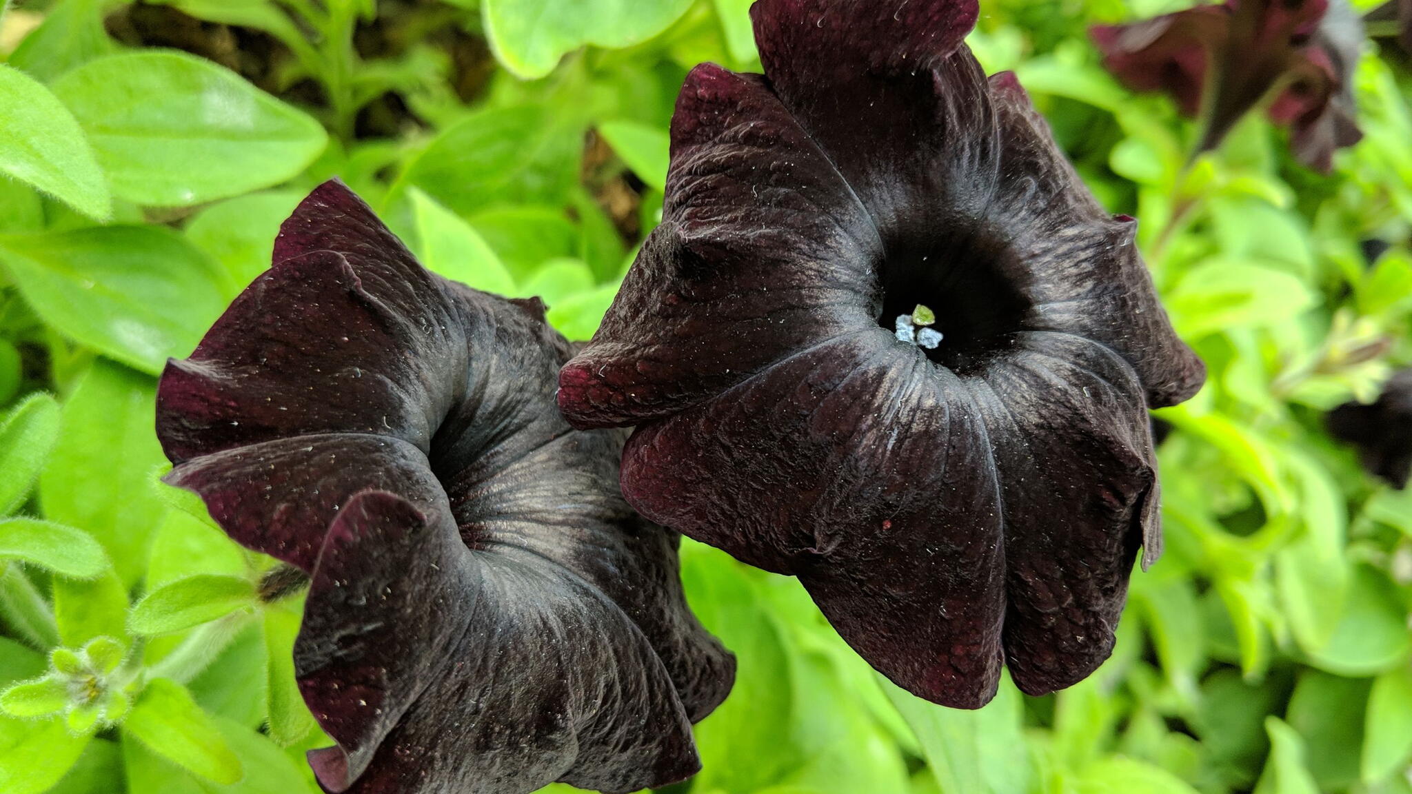 Close-up shot of Black Cat Petunia